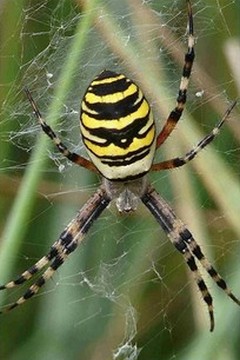 Araign&eacutees
