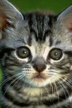 Chat
