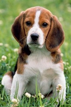 Chien